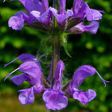 Wildflower Meadow Clary